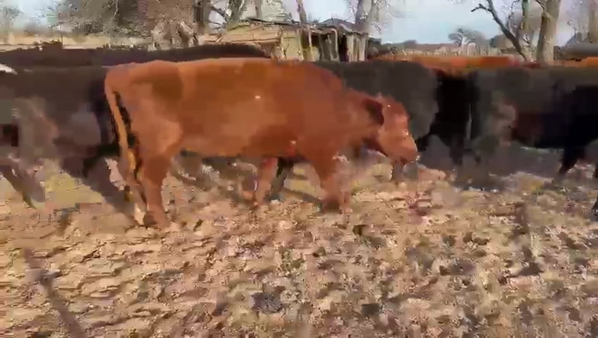 Lote 33 VACAS PREÑADAS