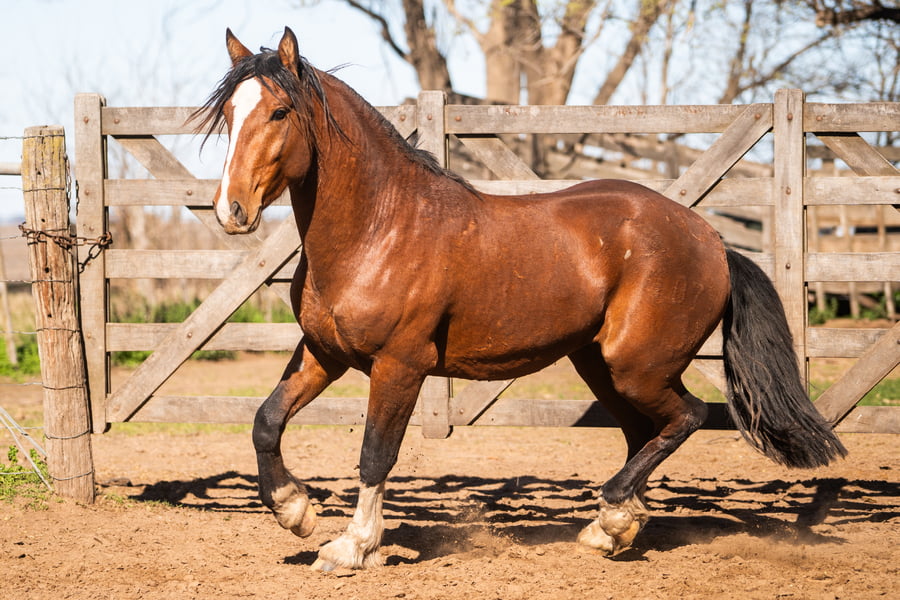 Lote PILERO POLVORIN