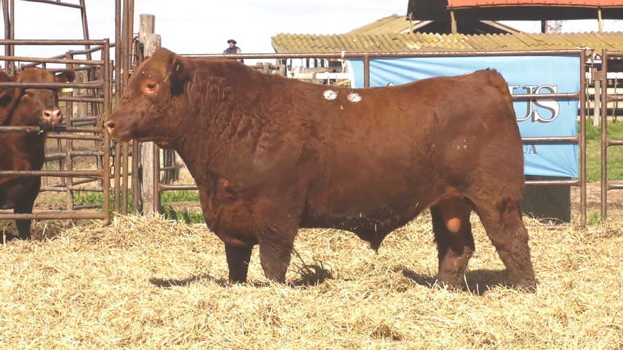 Lote TOROS ANGUS  PP