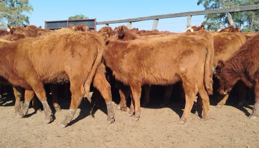 Lote 70 Terneros/as en Corrientes, Curuzu Cuatia