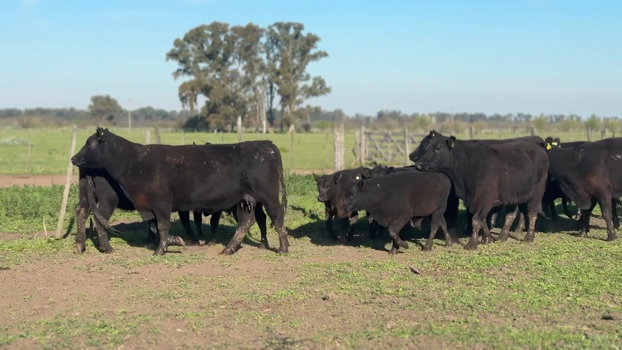 Lote 9 vaquillonas con cria PC con servicio