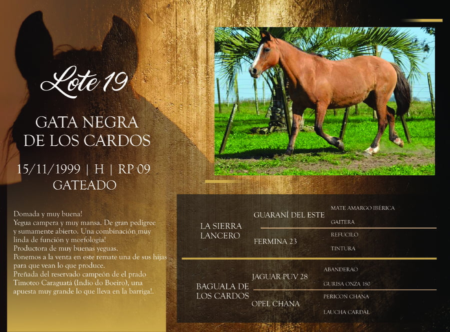 Lote RP 09 - GATA NEGRA DE LOS CARDOS