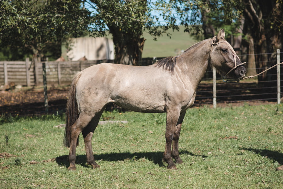 Lote ALEGRÍA MOJÓN