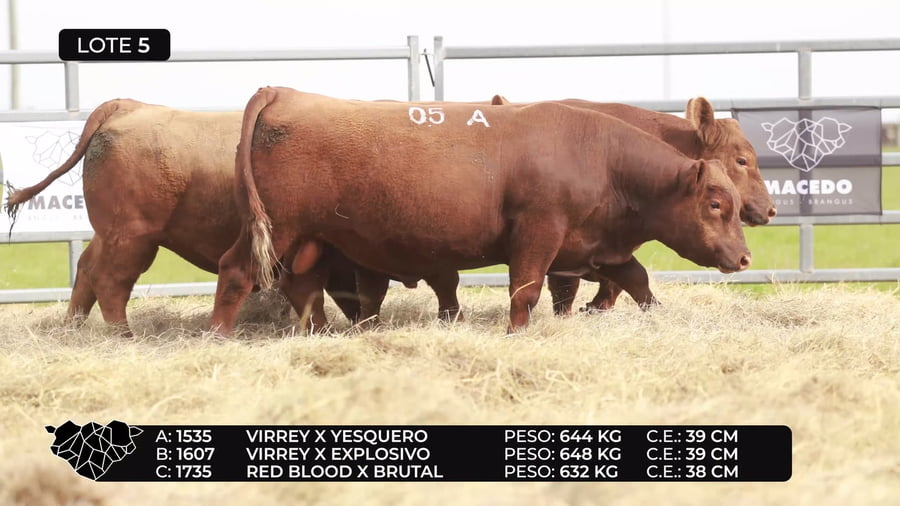 Lote Lote 5