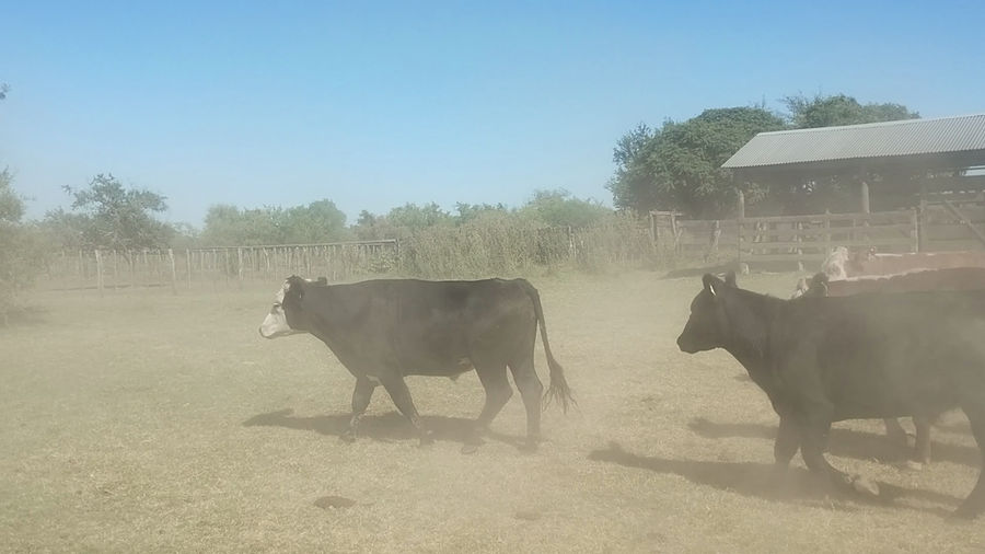 Lote 75 Novillos y Novillitos