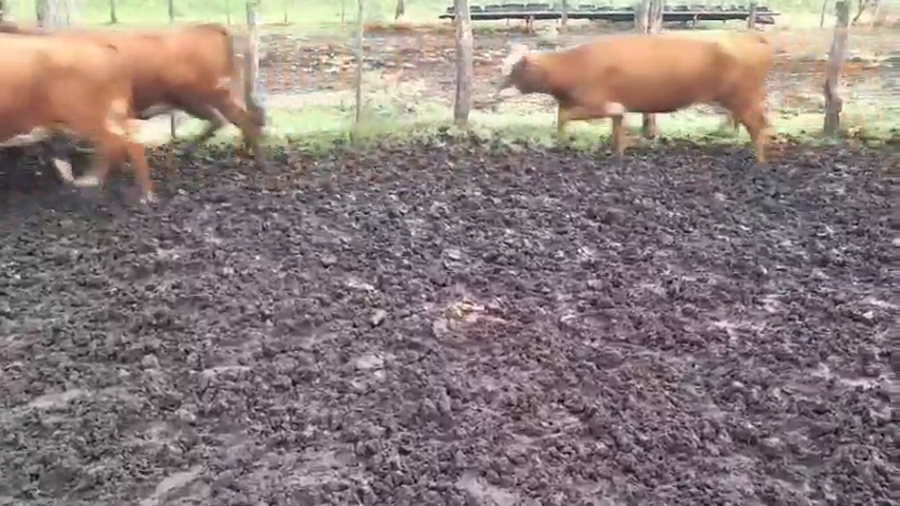 Lote 57 Vacas medio uso C/ cria en Villaguay, Entre Ríos