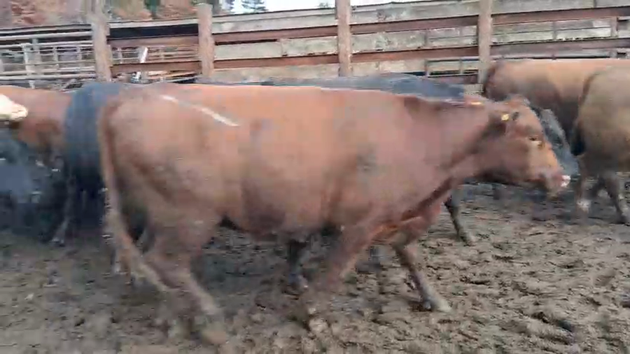 Lote 20 Vaquilla Gorda en Los Ángeles, VIII Región Biobío