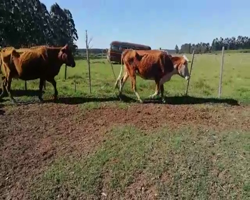 Lote 25 Vacas CUT con cría en Concordia, Entre Ríos
