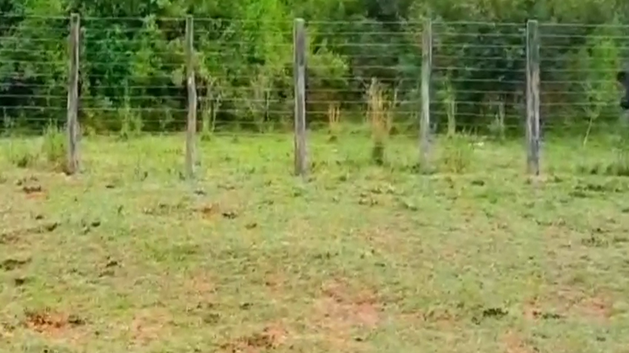 Lote 37 Vacas de invernar en Corrientes, Empedrado