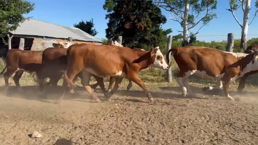 Lote 50 Vaquillonas P/ entorar