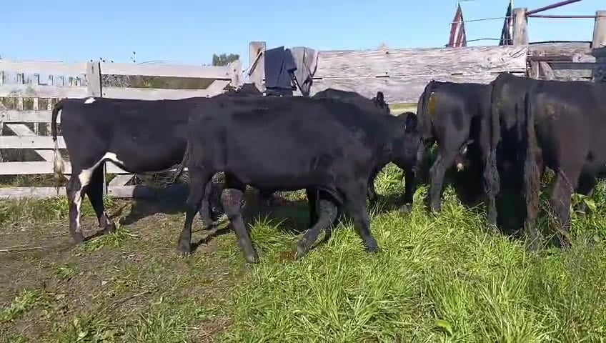 Lote 6 Novillos a remate en Pantalla Camy 300kg - , San José