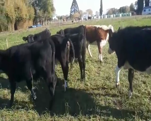 Lote 7 Terneros y Terneras AA 180kg - , San José