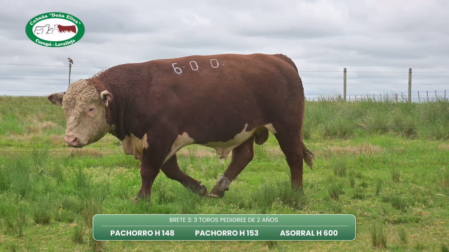 Lote TOROS PEDIGREE DE 2 AÑOS
