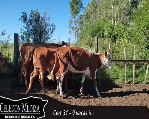 Lote (Vendido)9 Vacas de Invernada 4 HE X RA,  2 LI,  2 NO X RA,  1 HO X HE a remate en 14 remate por pantalla - Celedón 480kg - , Colonia
