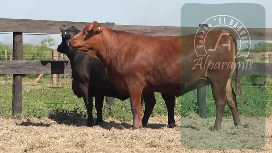 Lote Vaquillona preñada