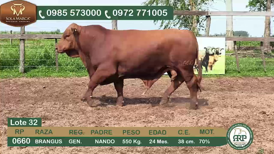 Lote (Vendido)Toros BRANGUS a remate en 34º Feria especial de reproductores e invernada, Ñeembucú