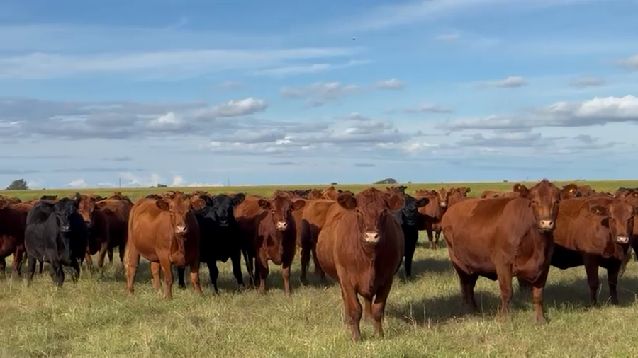 Lote 180 Vaquillonas preñadas