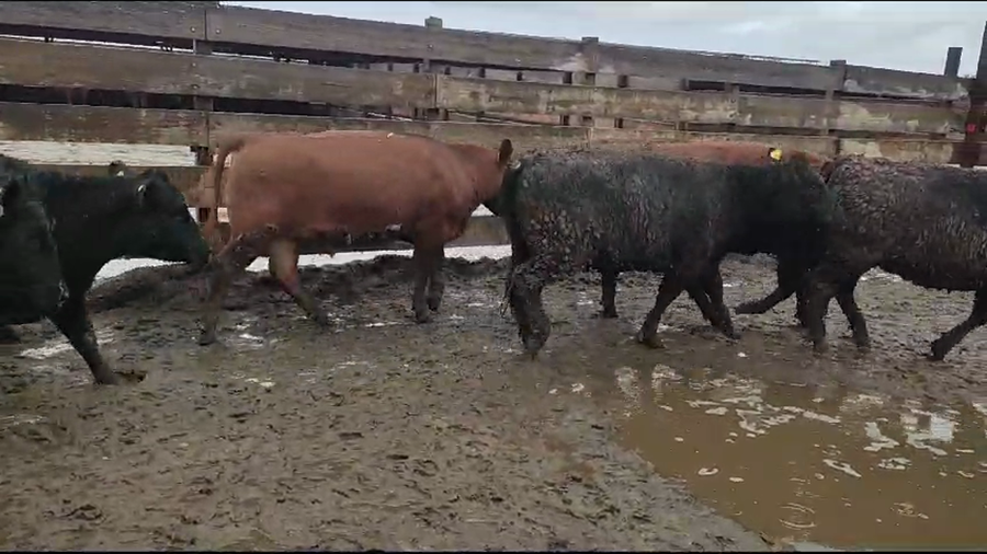 Lote 20 Vaquilla Gorda en Los Ángeles, VIII Región Biobío