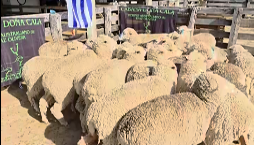 Lote BORREGAS DL/2D MO