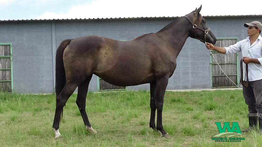 Lote MUNIQUI