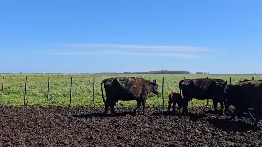 Lote 44 VACAS AL CTE USADAS