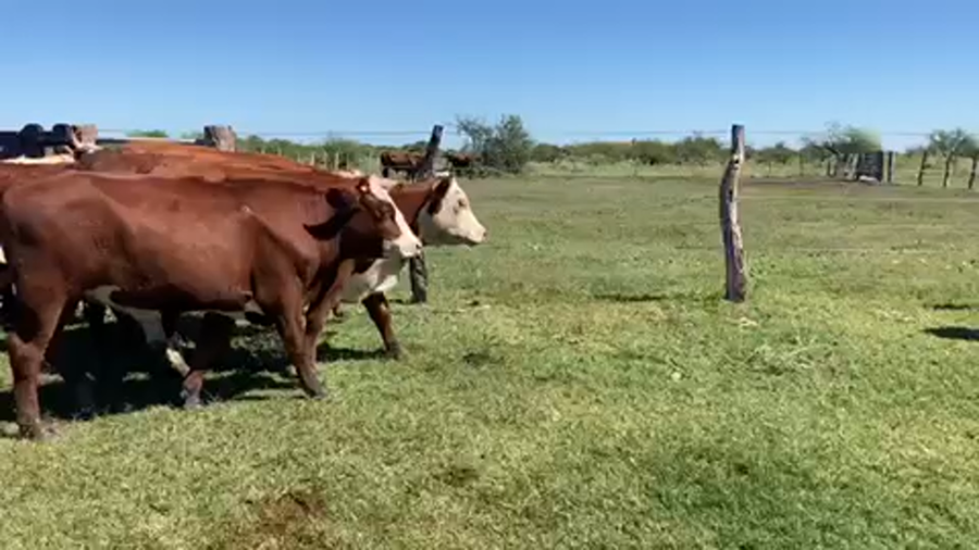 Lote 50 Novillos en Esquina, Corrientes