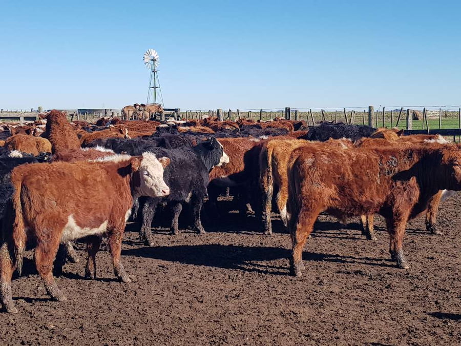 Lote 65 Terneros en Benito Juárez, Buenos Aires