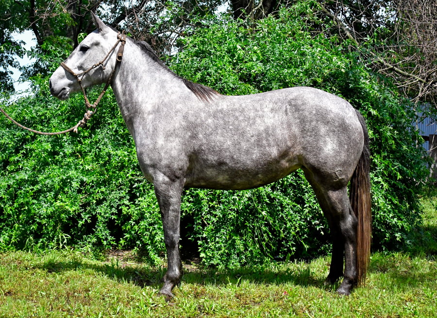 Lote Alegra Don Salvador