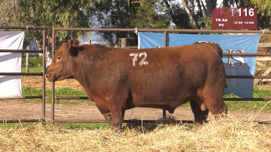 Lote TOROS ANGUS COLORADOS  PC