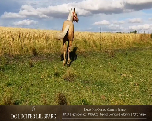 Lote Caballos a remate en 2da ESTA NOCHE BAYA, San José