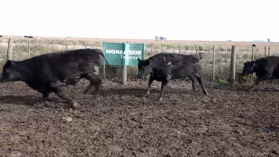 Lote 50 Novillitos Feed Lot