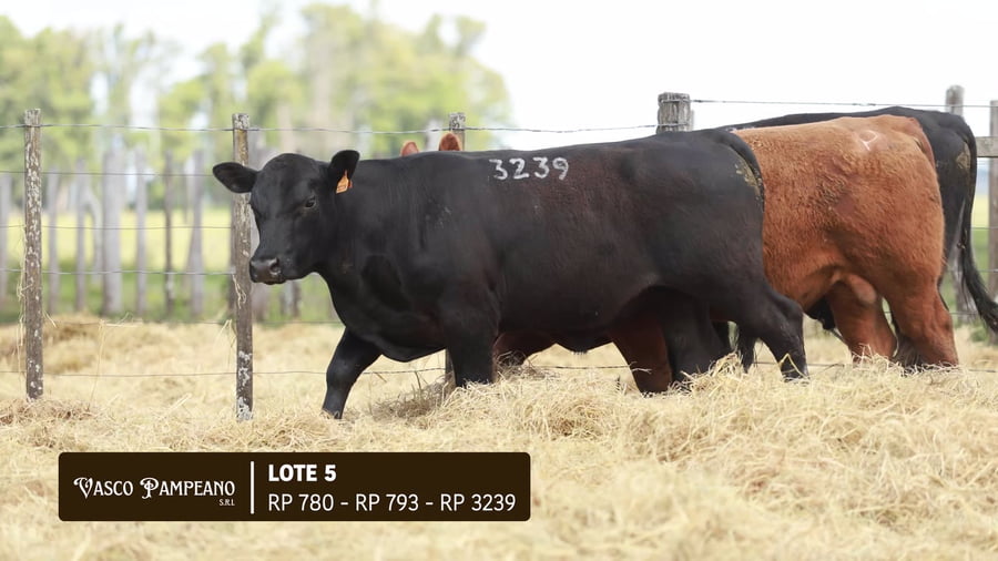 Lote TOROS PPI Y SA ABERDEEN ANGUS