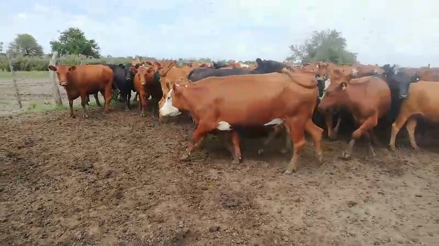 Lote 80 Vacas nuevas C/ gtia de preñez en Entre Ríos, Concepción del Uruguay
