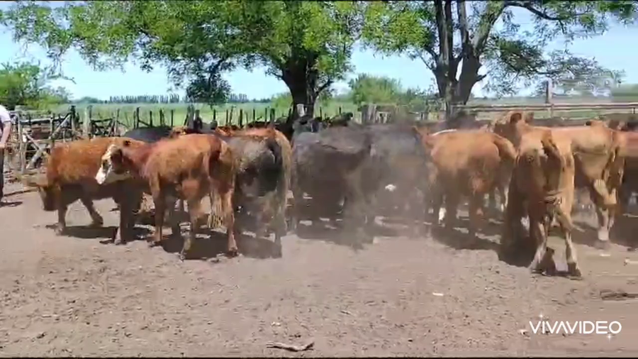 Lote 60 Novillitos y vaquillonas en Brandsen, Buenos Aires
