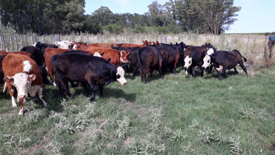 Lote 33 Terneros/as en arboledas, Buenos Aires