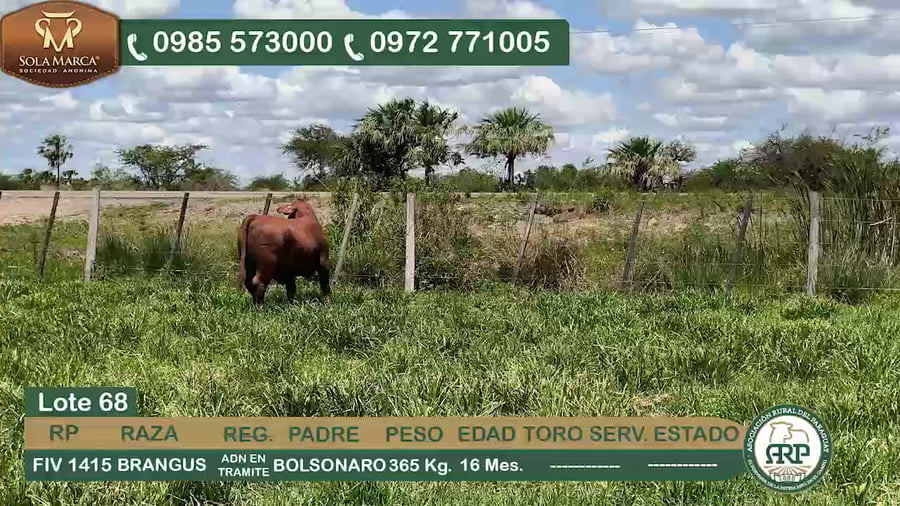 Lote Hembras BRANGUS a remate en 34º Feria especial de reproductores e invernada, Ñeembucú