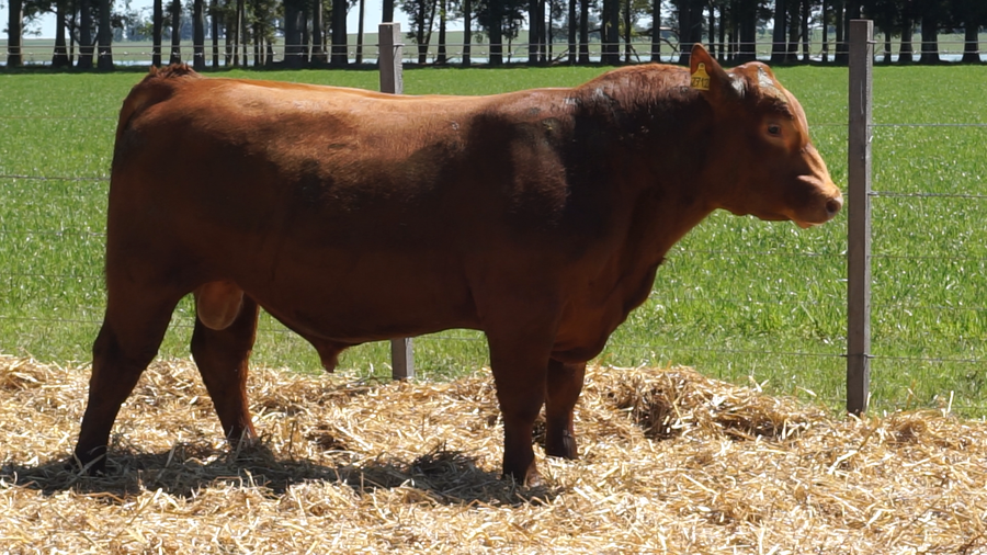 Lote 3 Toros a remate en 22º Remate Anual La Magdalena, Salto