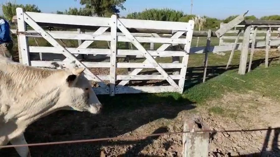 Lote 7 Novillitos en Santa Fe, Sunchales