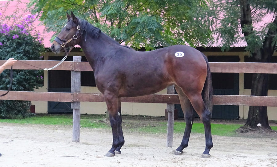 Lote MUÑECA DEL SABA