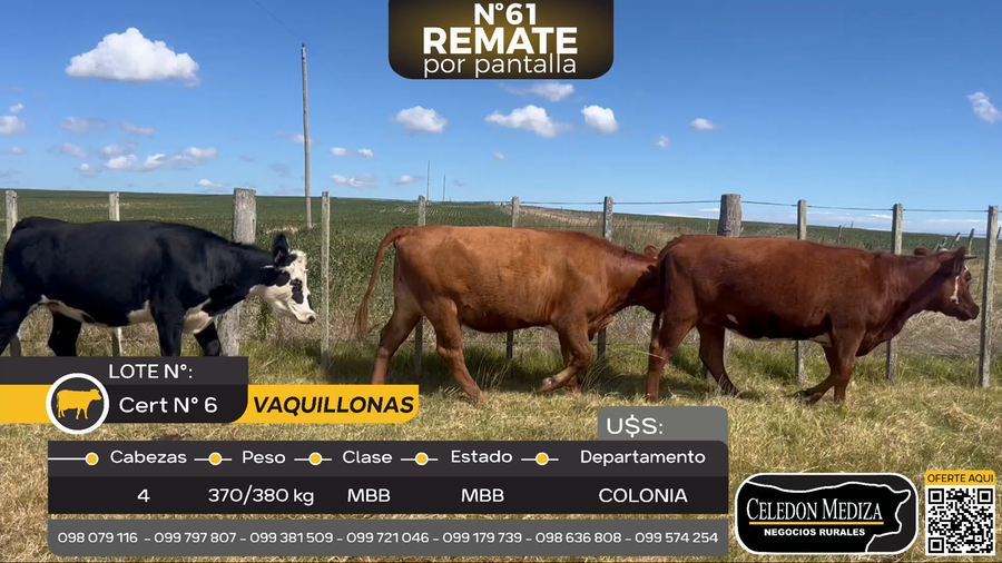 Lote 4 Vaquillonas  en Santa Rosa, Colonia