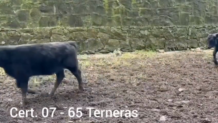 Lote TERNERAS