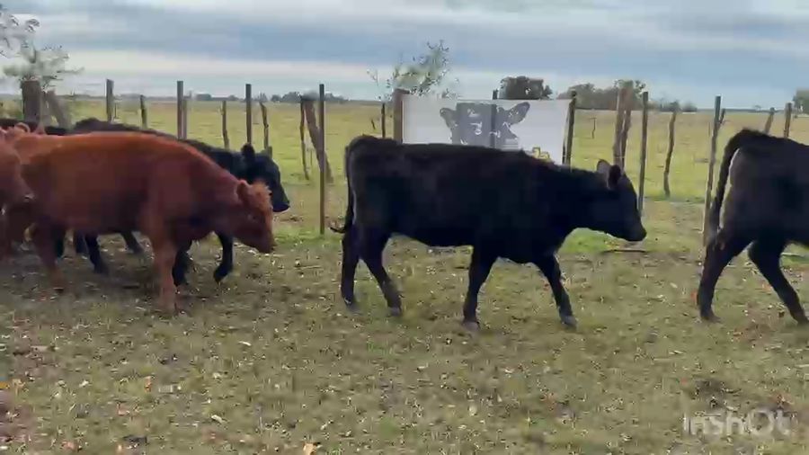Lote 22 Terneras
