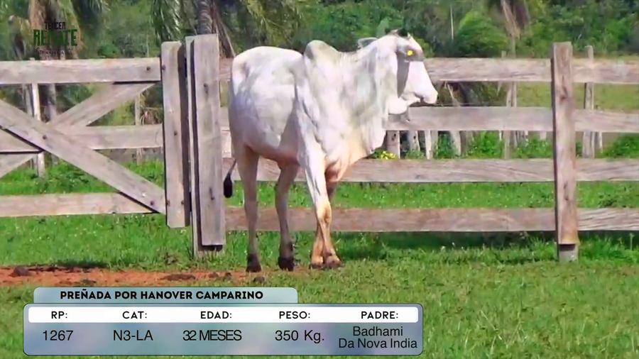 Lote Vaquillas a remate en Tercer Remate Agroganadera Natalia, Concepción