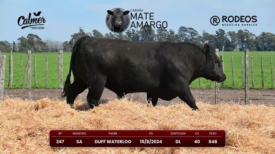 Lote RP 247 SA