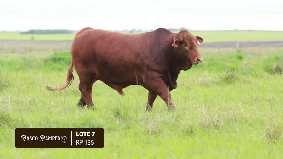Lote TOROS BRANGUS