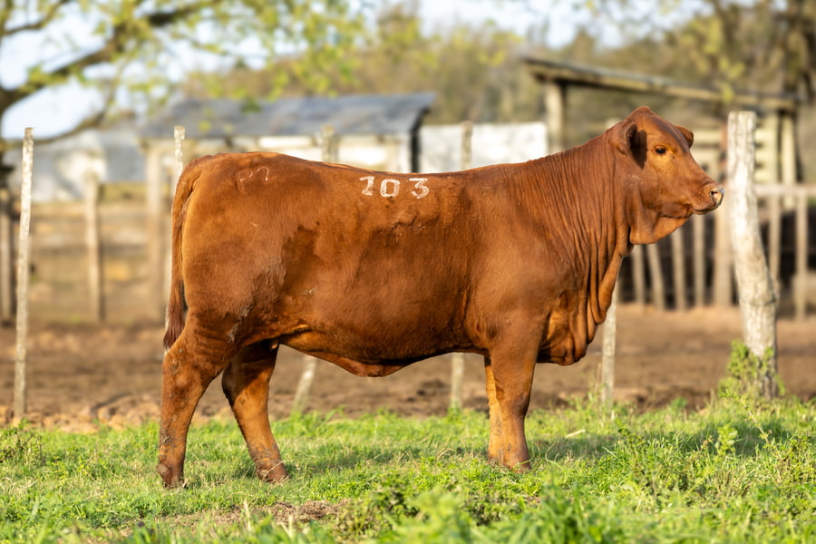 Lote Jacaranda - 2 Hembras