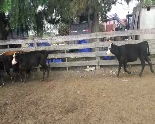 Lote 25 Terneras ANGUS HEREFORD 180kg - , San José