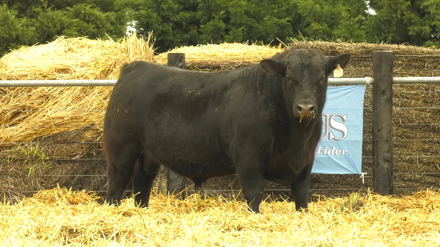 Lote TOROS A. ANGUS PURO PEDIGREE