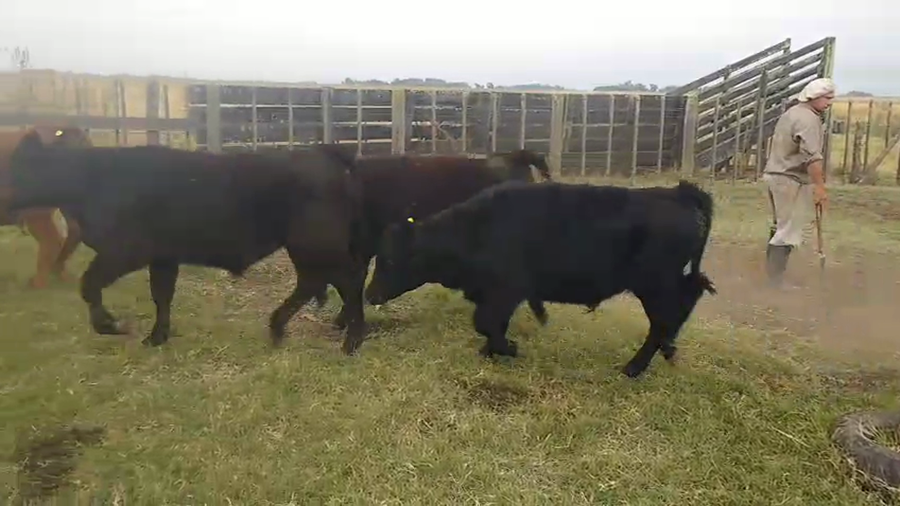 Lote 65 Terneros en Buenos Aires