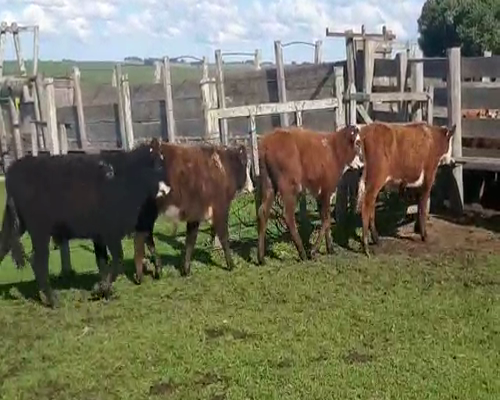 Lote 18 Terneros HEREFORD Y ANGUS a remate en Pantalla Aniversario 160kg - , San José